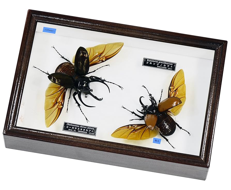 Amazon | 飛翔するアジアのカブトムシ 名和昆虫博物館企画・製作